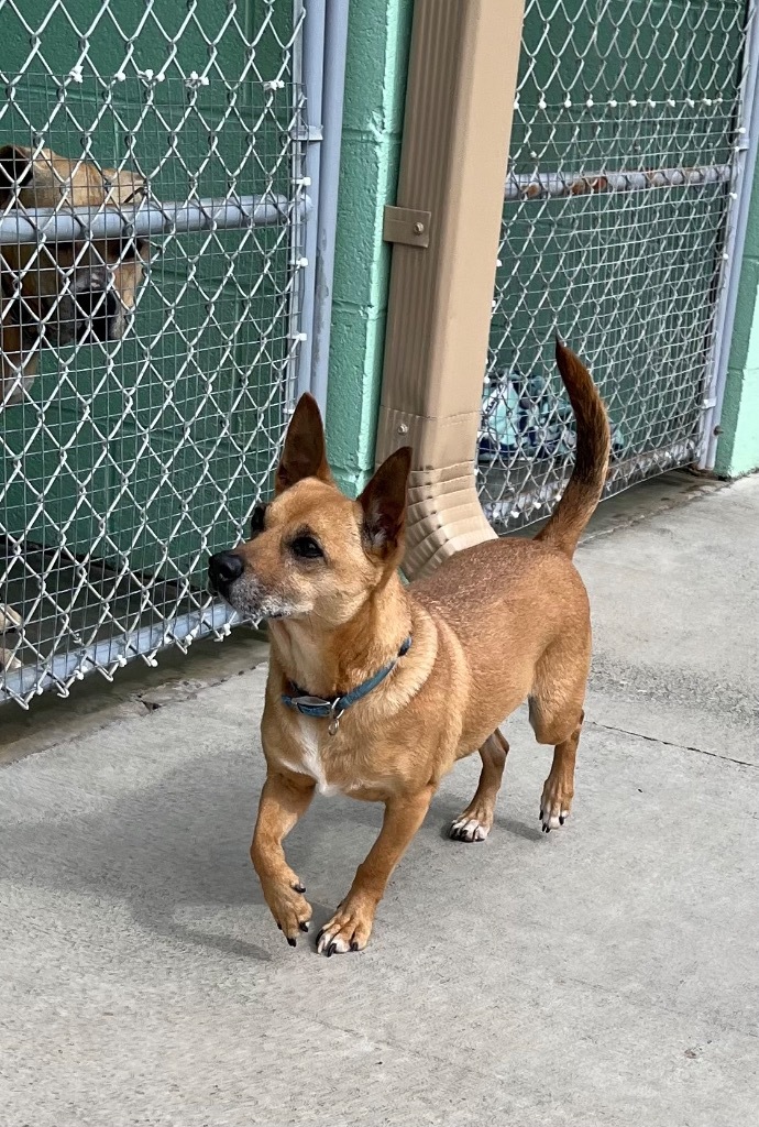 Bruno, an adoptable Chihuahua, Beagle in Blountville, TN, 37617 | Photo Image 6