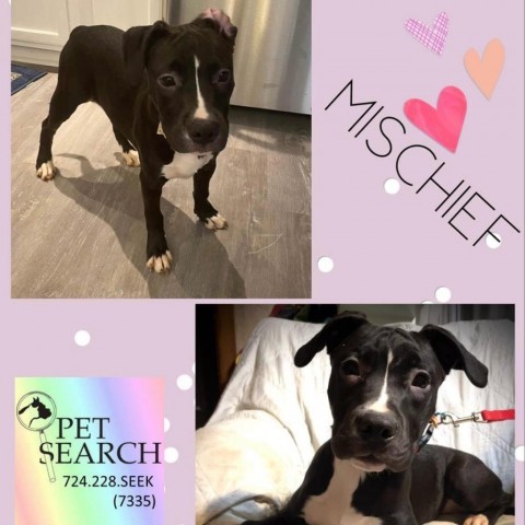 Mischief, an adoptable American Staffordshire Terrier Mix in Washington, PA_image-1