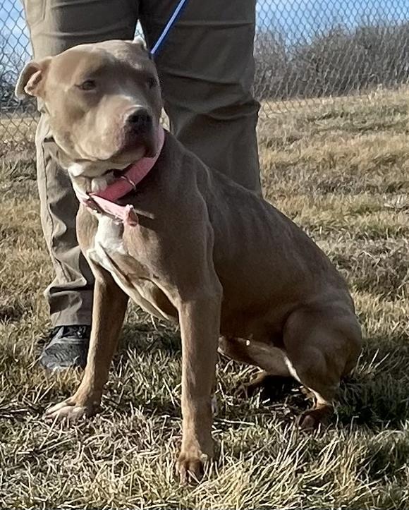 Imogen, an adoptable Pit Bull Terrier in Pittsfield, IL_image-2