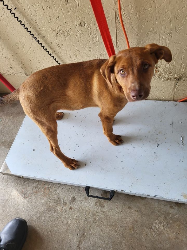 Rusty, an adoptable Labrador Retriever & American Bulldog Mix in Shelbyville, TN_image-2