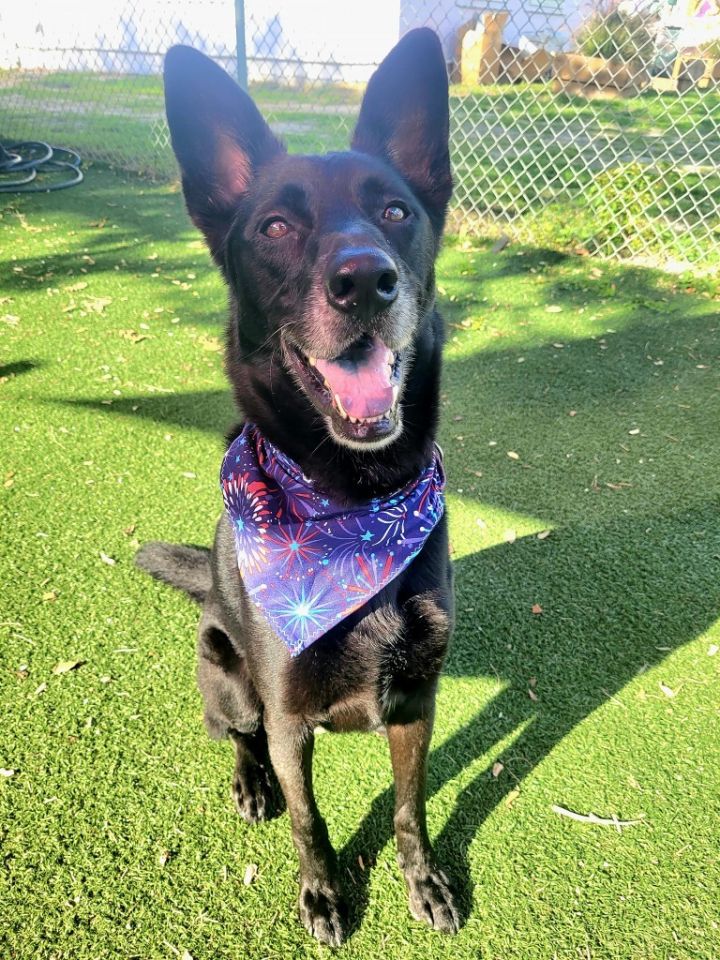 Bruno, an adoptable Labrador Retriever & German Shepherd Dog Mix in Fort Myers, FL_image-1