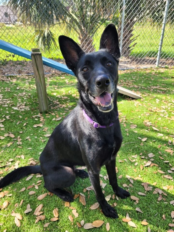 Bruno, an adoptable Labrador Retriever & German Shepherd Dog Mix in Fort Myers, FL_image-5