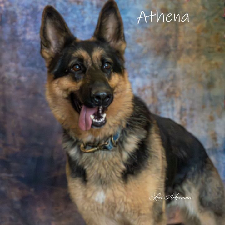 Athena, an adoptable German Shepherd Dog in Newberg, OR_image-1