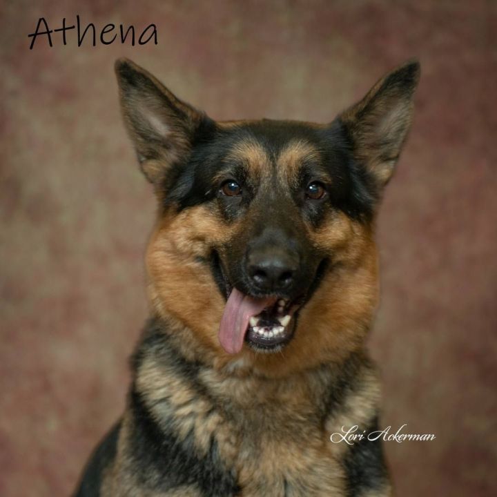 Athena, an adoptable German Shepherd Dog in Newberg, OR_image-3