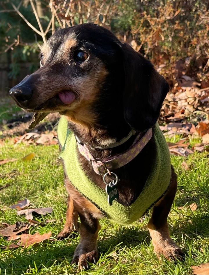 Fern, an adoptable Dachshund in Bradfordwoods, PA_image-3