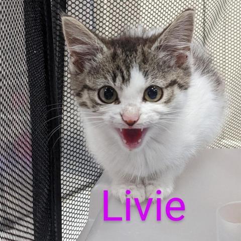 Livie 2