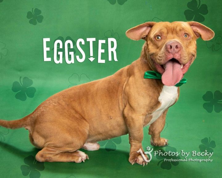 Eggster, an adopted Pit Bull Terrier in Savannah, GA_image-1