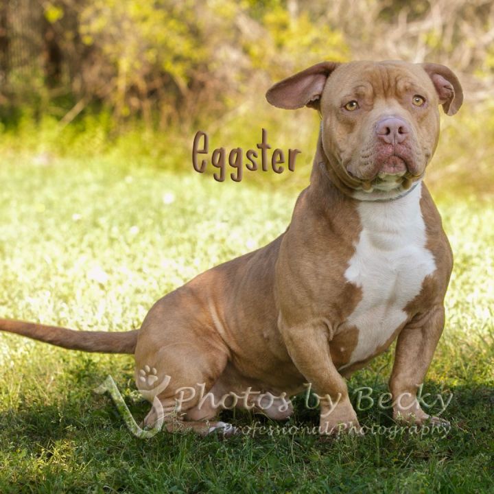 Eggster, an adopted Pit Bull Terrier in Savannah, GA_image-3
