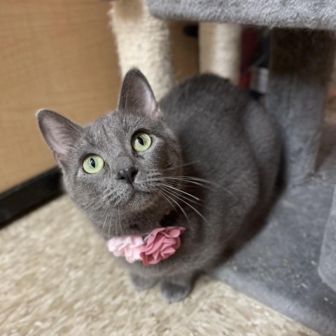 Endive, an adoptable Domestic Short Hair in Rochester, MN_image-2