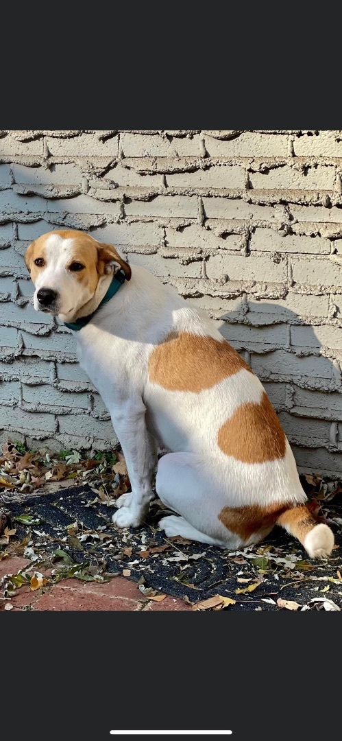 Pointer sales shepherd mix