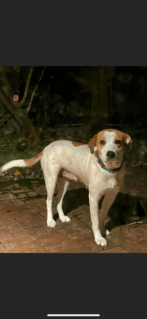 English pointer store and lab mix