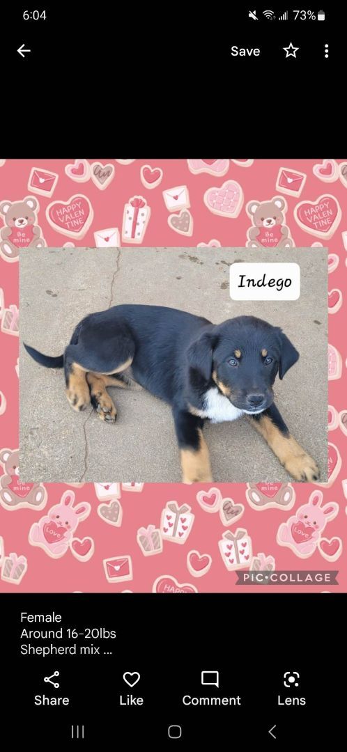 Indigo 2