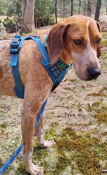 Della, an adoptable English Coonhound Mix in Lexington, MA_image-2