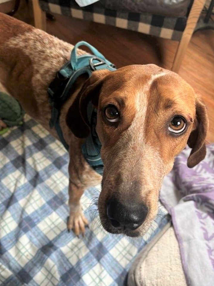 Della, an adoptable English Coonhound Mix in Lexington, MA_image-4