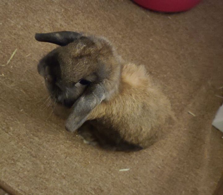 Rosita and Pedro Bonded Buns 2