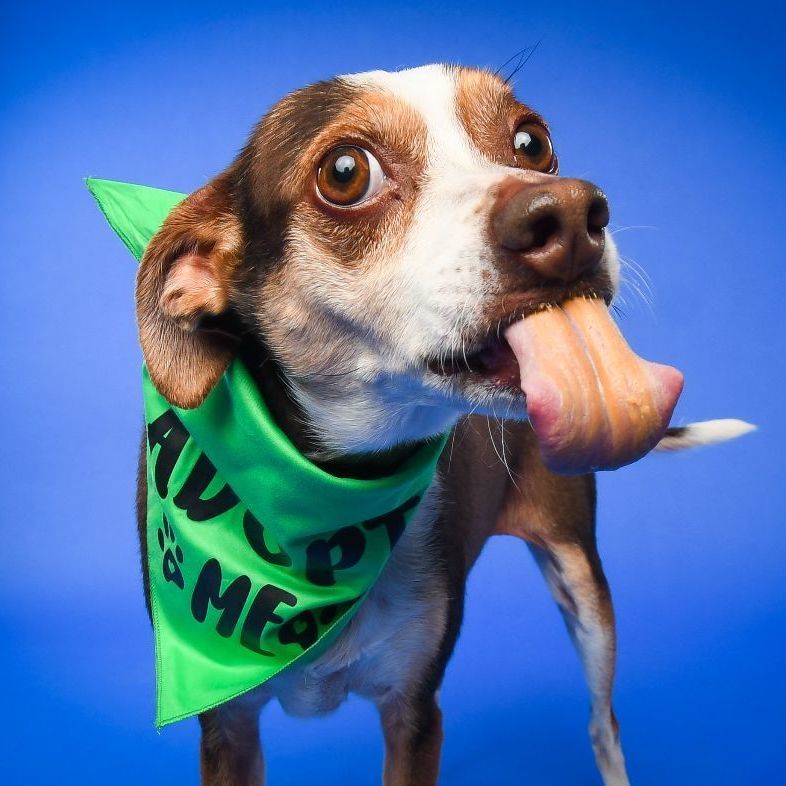 Dog for adoption - Jack, a Mixed Breed in Fredericksburg, VA | Petfinder