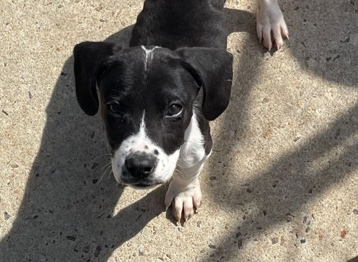Juno litter boy #5, an adoptable Labrador Retriever Mix in Sanford, NC_image-1