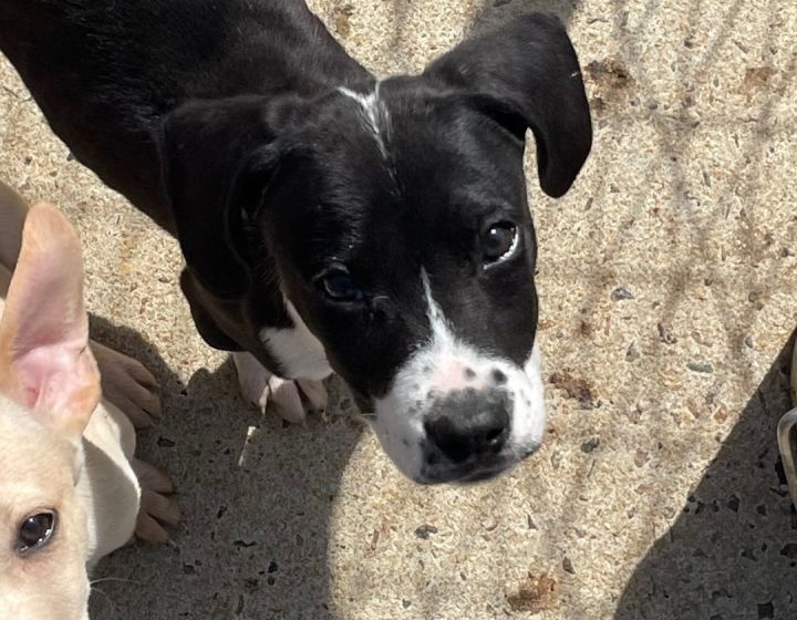 Juno litter boy #5 2