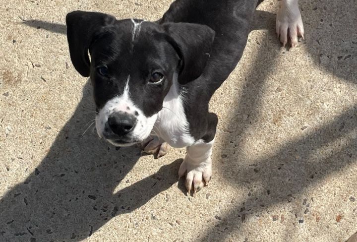 Juno litter boy #5, an adoptable Labrador Retriever Mix in Sanford, NC_image-3