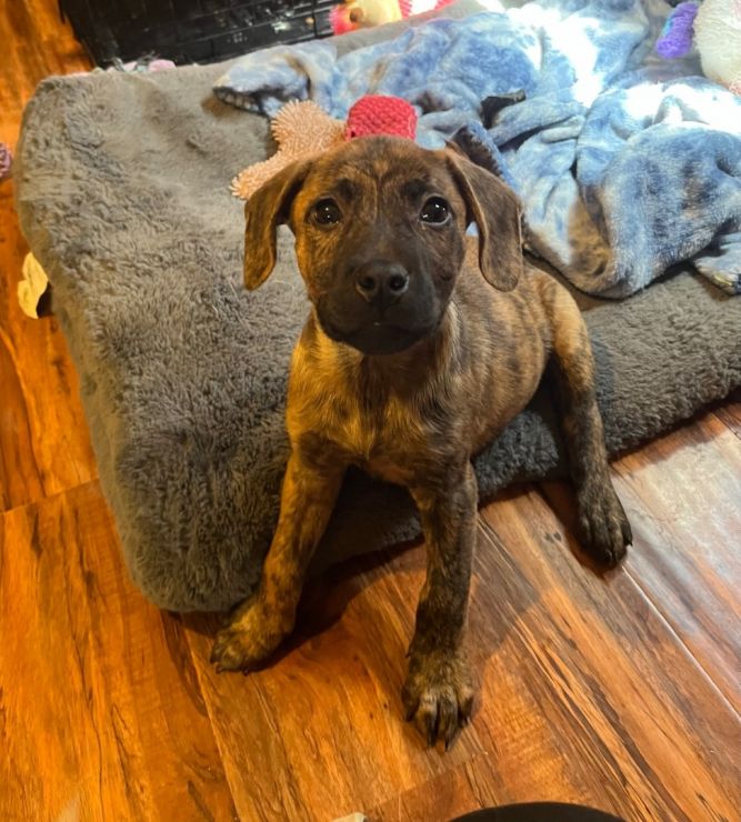 Juno litter boy #6