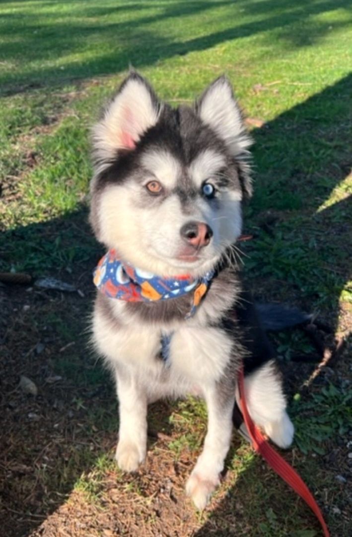 alaskan husky wags its tail