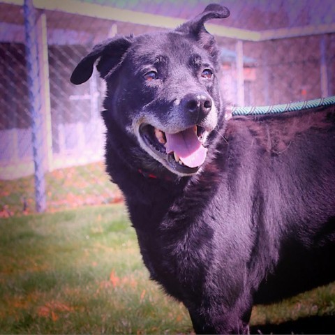 Melo, an adoptable Mixed Breed in Beckley, WV, 25802 | Photo Image 1