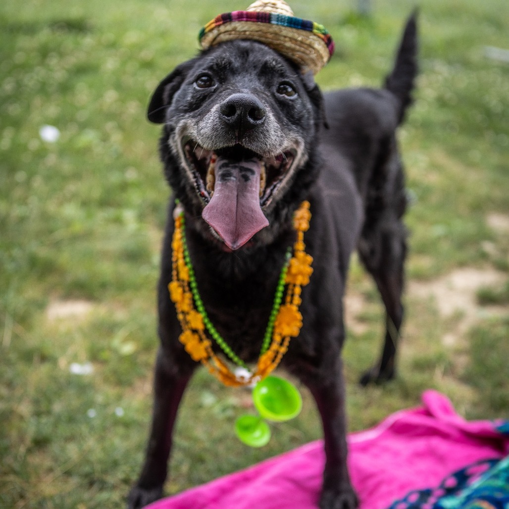 Melo, an adoptable Mixed Breed in Beckley, WV, 25802 | Photo Image 1