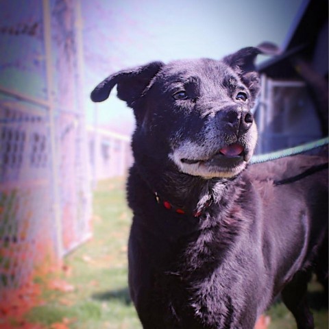 Melo, an adoptable Mixed Breed in Beckley, WV, 25802 | Photo Image 2