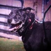 Melo, an adoptable Mixed Breed in Beckley, WV, 25802 | Photo Image 3