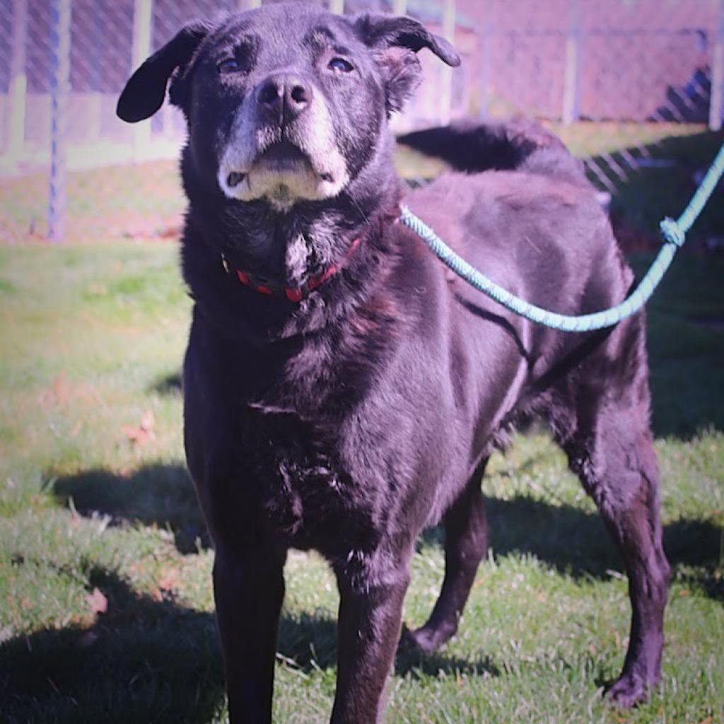 Melo, an adoptable Mixed Breed in Beckley, WV, 25802 | Photo Image 3