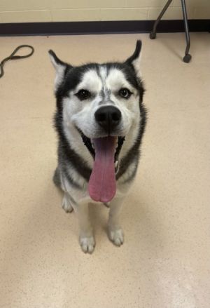 Dog for adoption - Pipsqueak, a Siberian Husky Mix in Westland, MI |  Petfinder