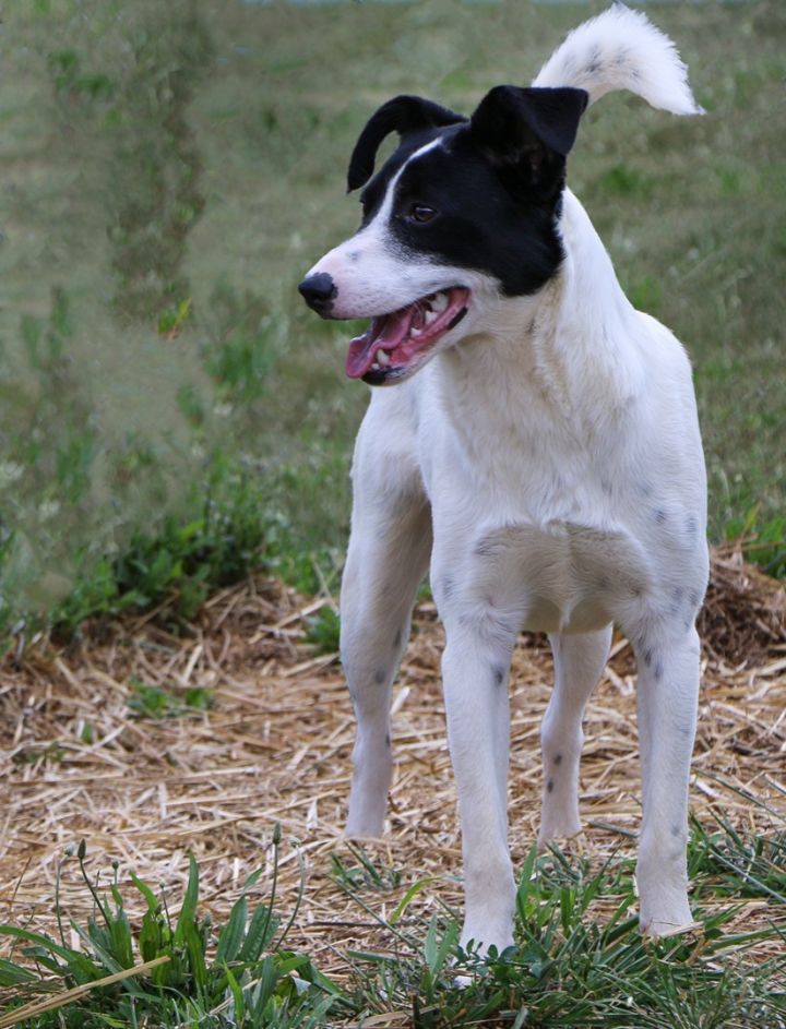 Dublin, an adoptable Feist Mix in Charles Town, WV_image-3