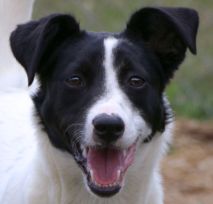 Border collie hot sale feist mix