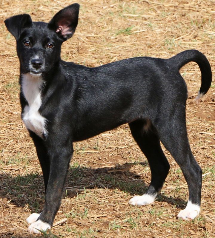 Charm, an adopted Feist Mix in Charles Town, WV_image-2