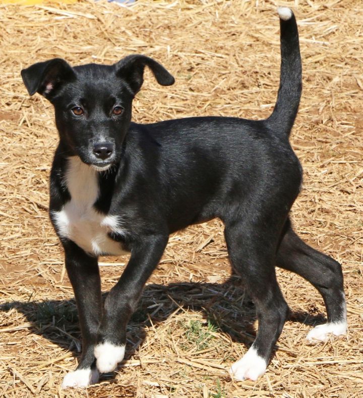 Charm, an adopted Feist Mix in Charles Town, WV_image-5