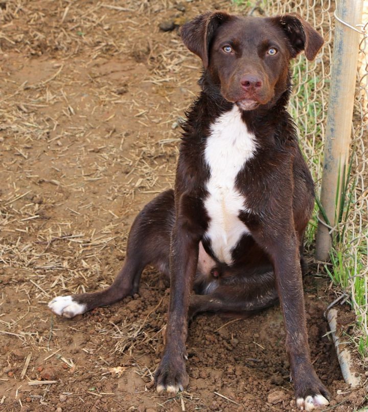 Shamrock, an adoptable Feist Mix in Charles Town, WV_image-4