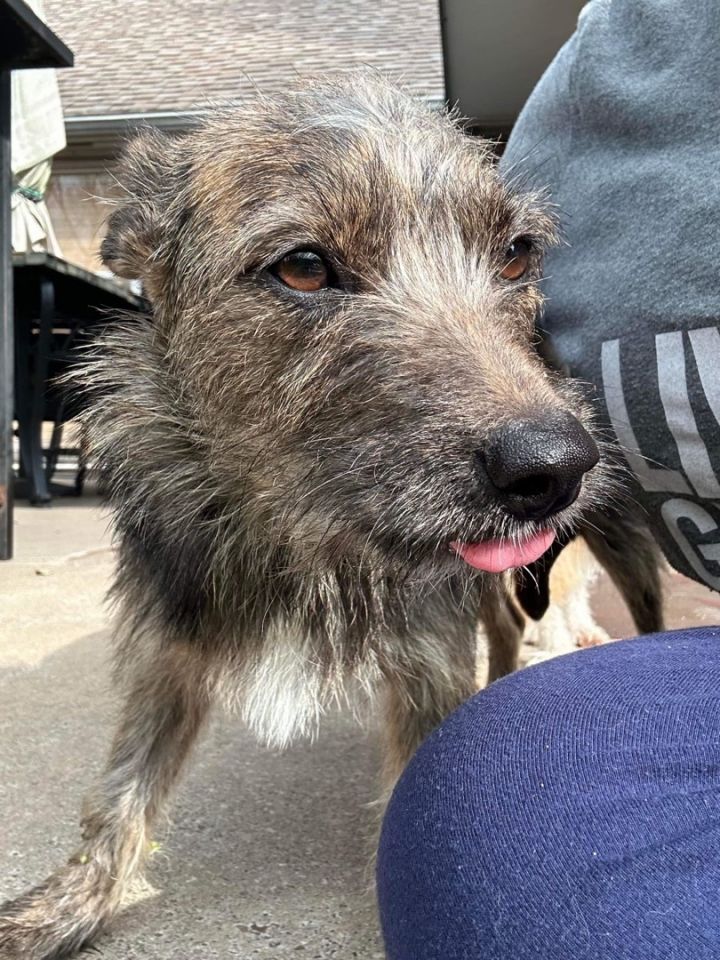 Sydney (EVENT SATURDAY- PET SUPPLIES PLUS-1-3- 5348 Dixie Hwy Waterford, MI 48329, an adopted Terrier & Cairn Terrier Mix in White Lake, MI_image-3
