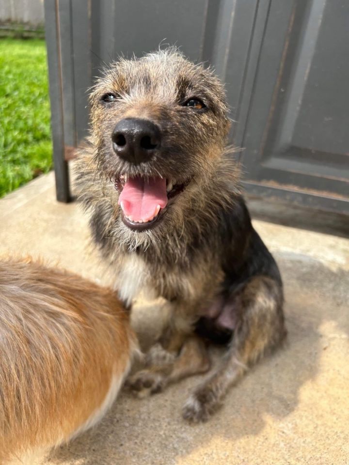 Sydney (EVENT SATURDAY- PET SUPPLIES PLUS-1-3- 5348 Dixie Hwy Waterford, MI 48329, an adopted Terrier & Cairn Terrier Mix in White Lake, MI_image-4