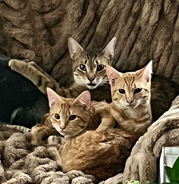 Aurora & Buzz & Cosmo 1