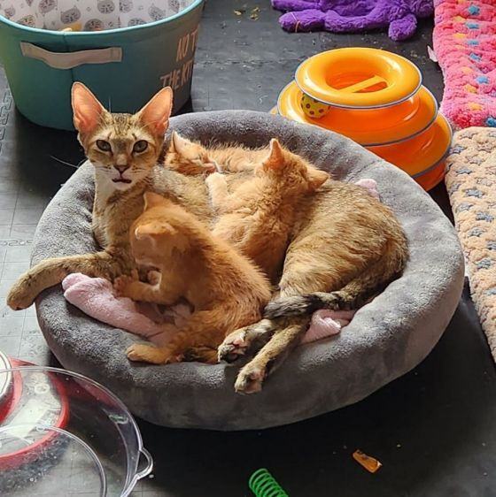Aurora & Buzz & Cosmo, an adoptable Domestic Short Hair & Abyssinian Mix in Warwick, RI_image-2