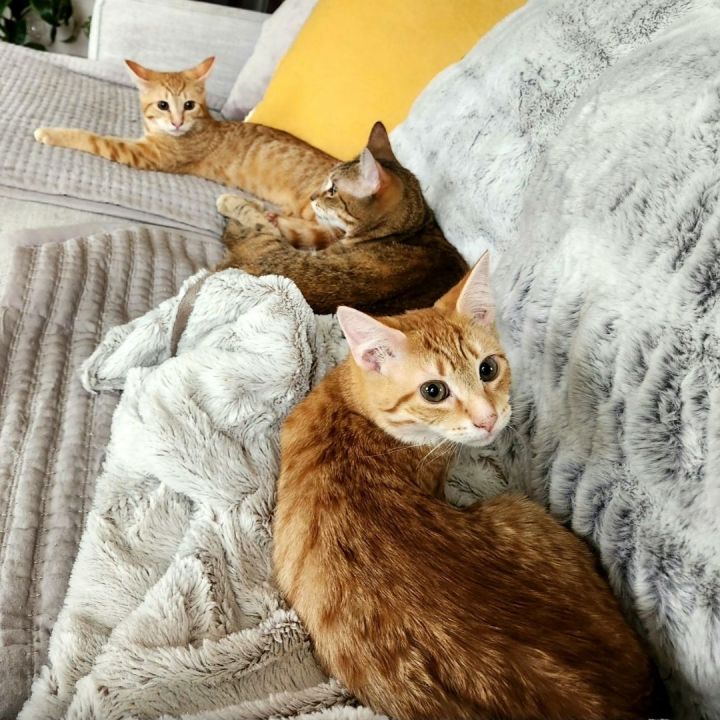 Aurora & Buzz & Cosmo, an adoptable Domestic Short Hair & Abyssinian Mix in Warwick, RI_image-5