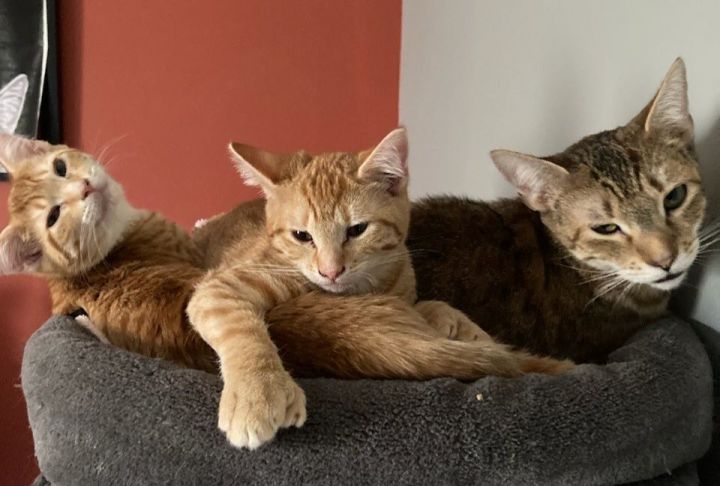 Aurora & Buzz & Cosmo 6