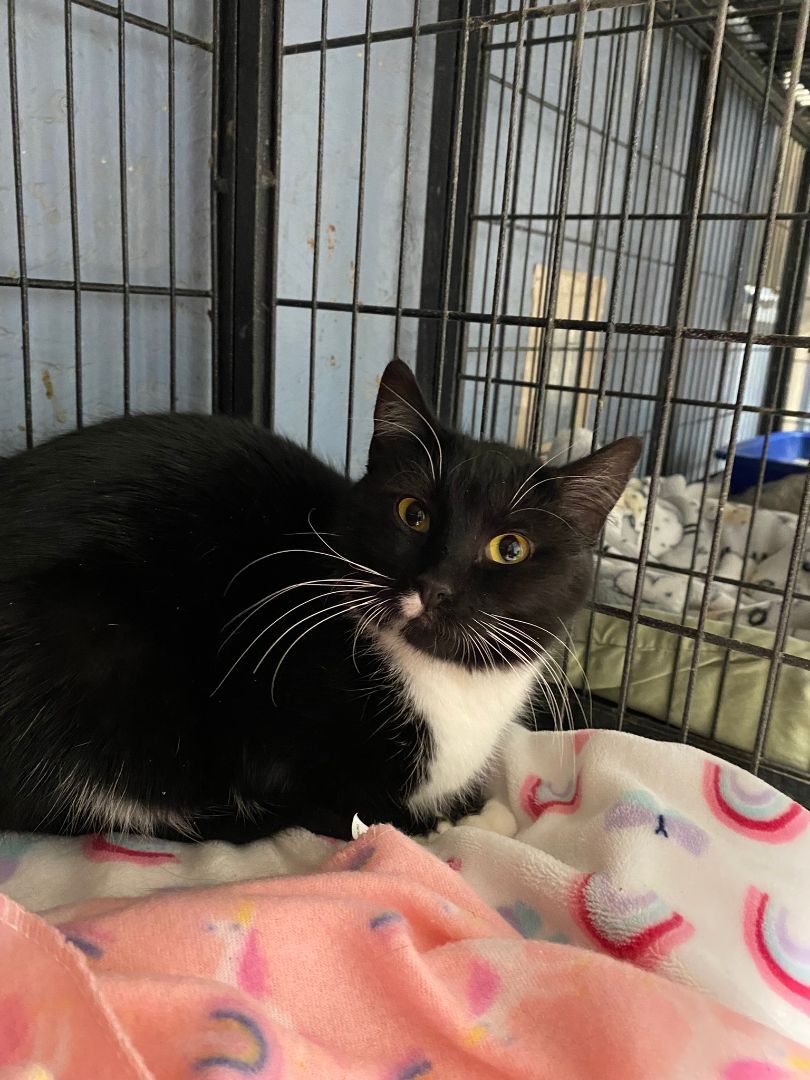 Zenni, an adoptable Tuxedo in New Richmond, WI, 54017 | Photo Image 1