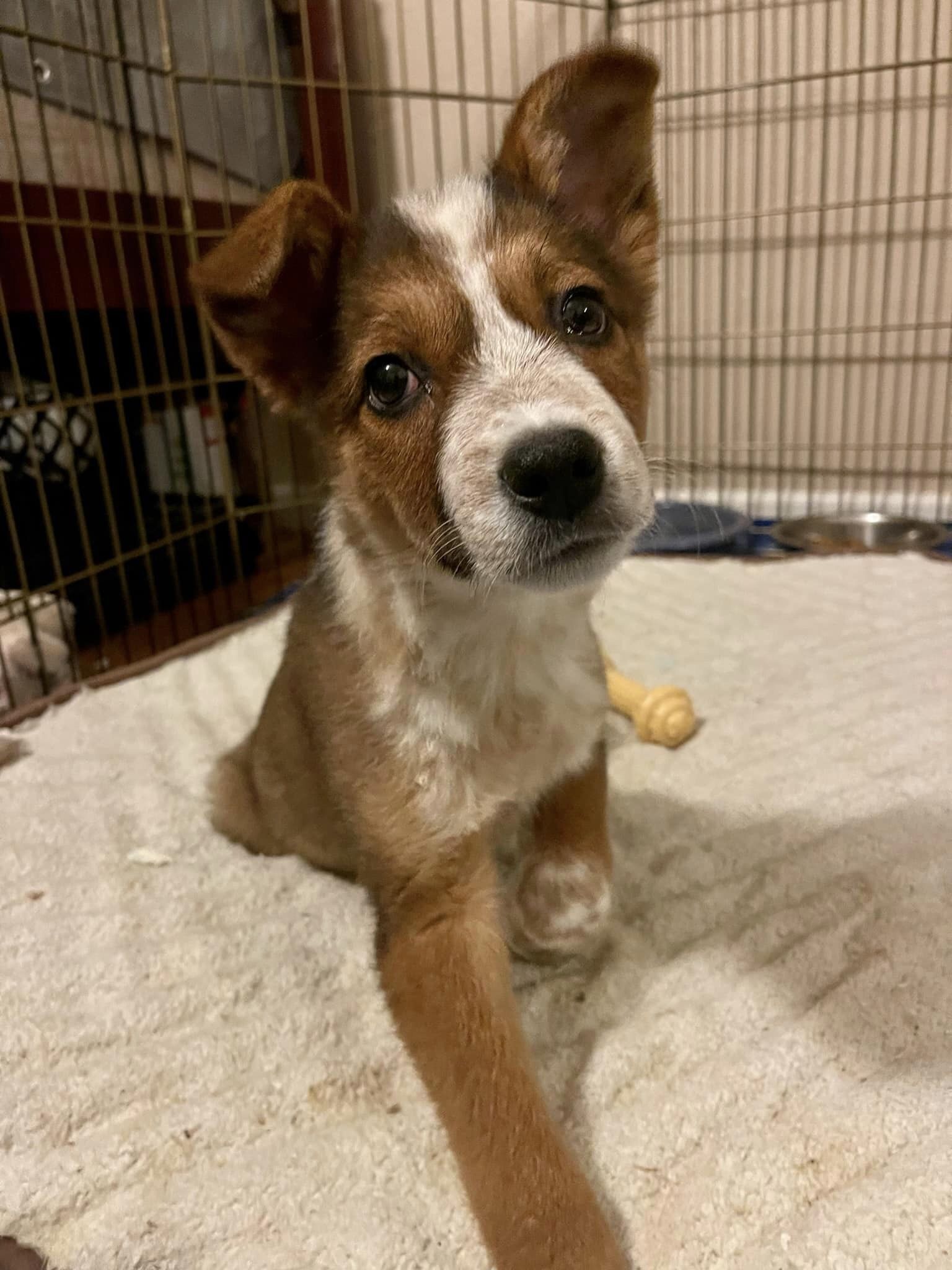 Red-Rover, an adoptable Cattle Dog in West Richland, WA, 99353 | Photo Image 1