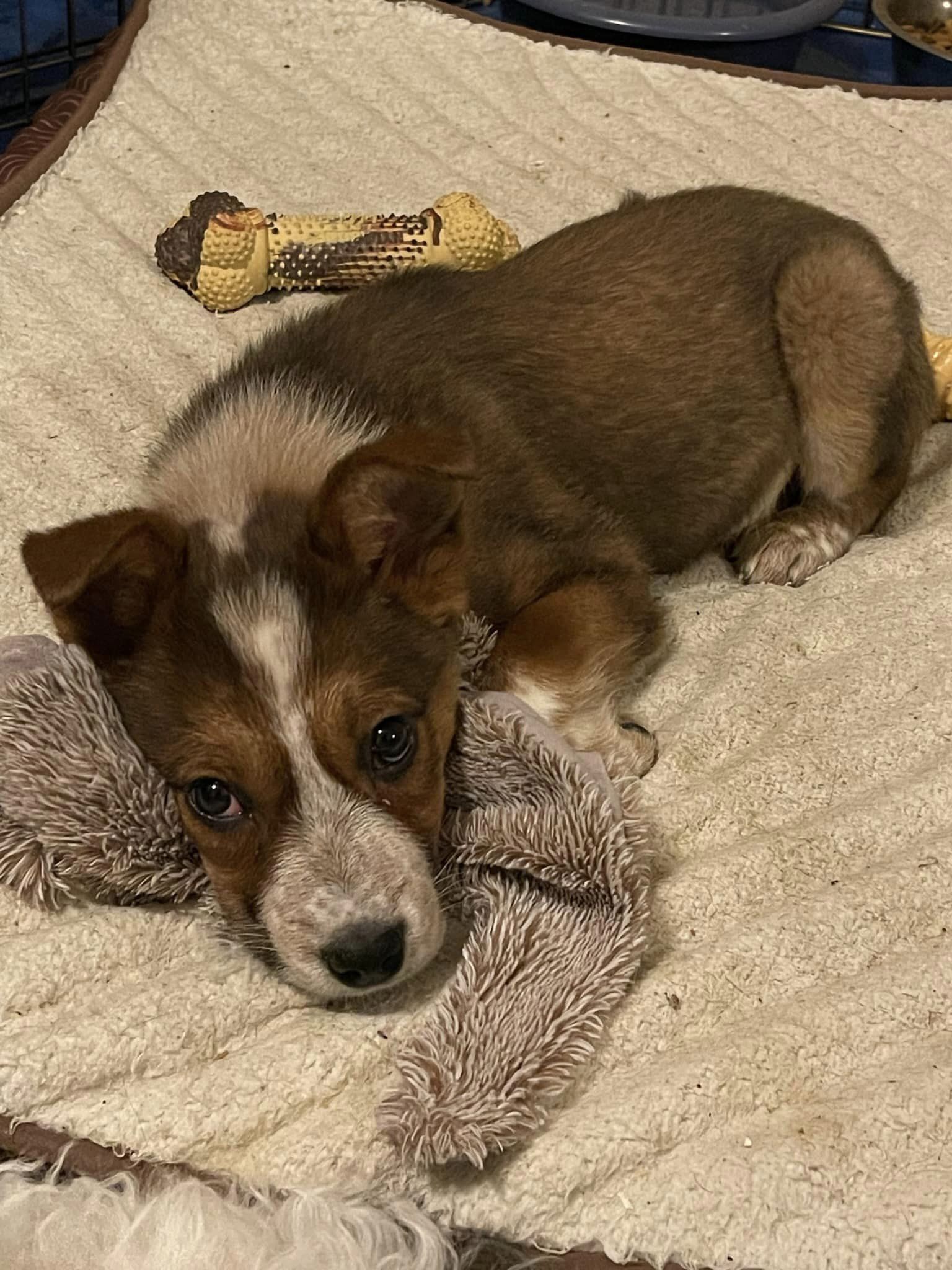 Red-Rover, an adoptable Cattle Dog in West Richland, WA, 99353 | Photo Image 3