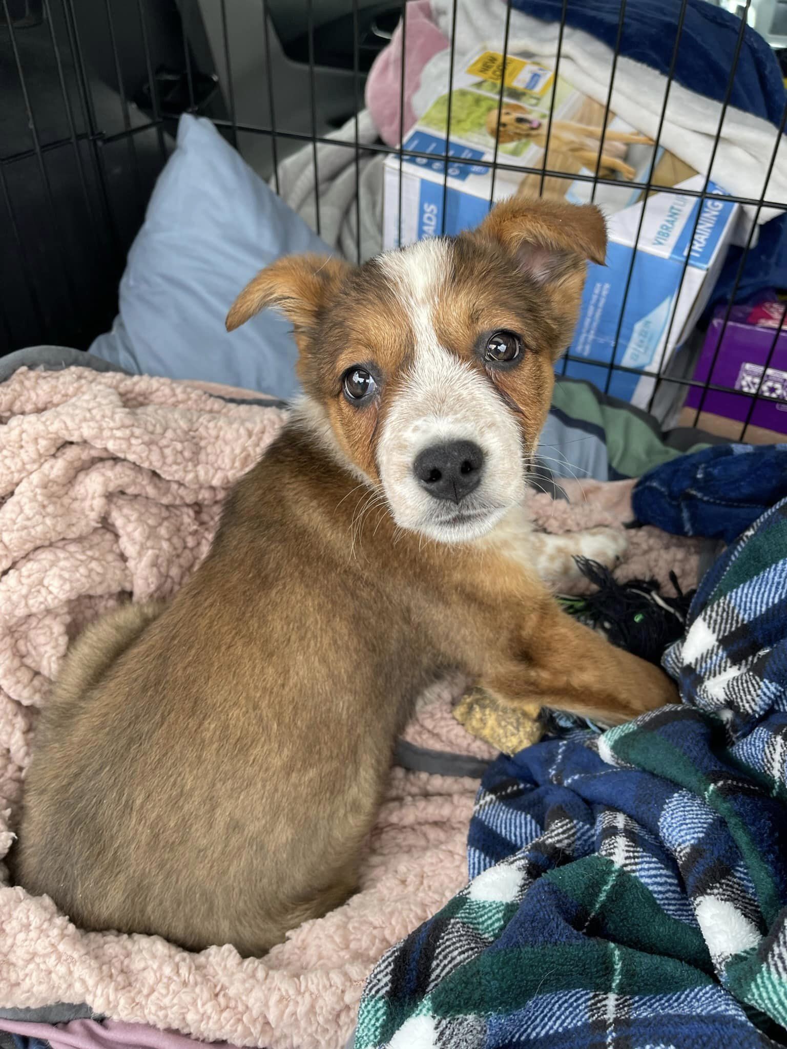 Red-Rover, an adoptable Cattle Dog in West Richland, WA, 99353 | Photo Image 5