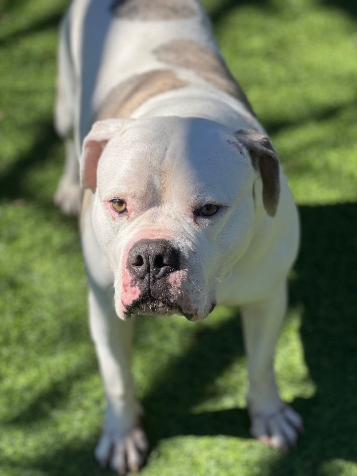 Petfinder sales american bulldog