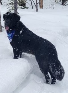 Molly