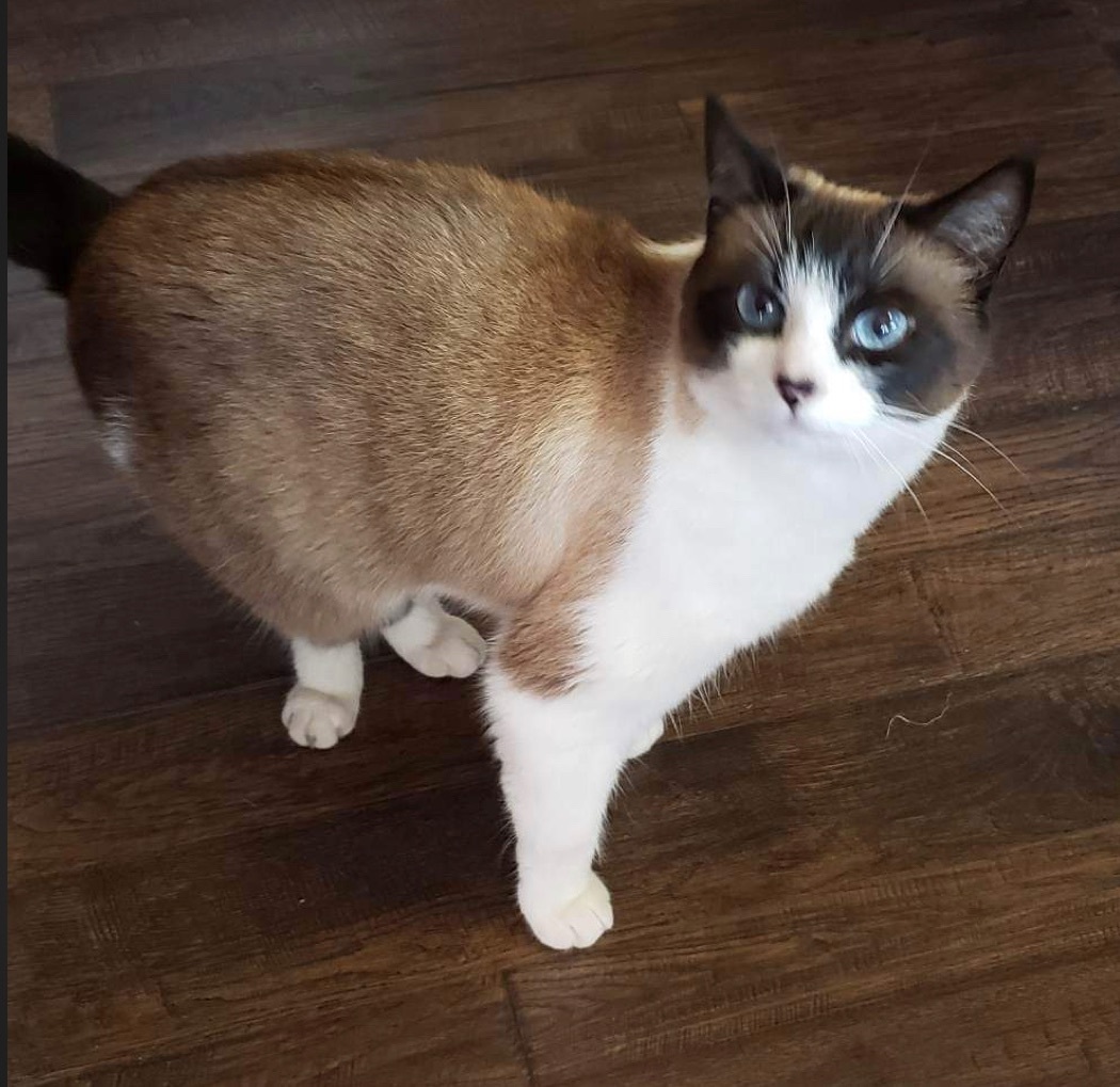 Luna, an adoptable Domestic Short Hair, Snowshoe in Marysville, WA, 98270 | Photo Image 6