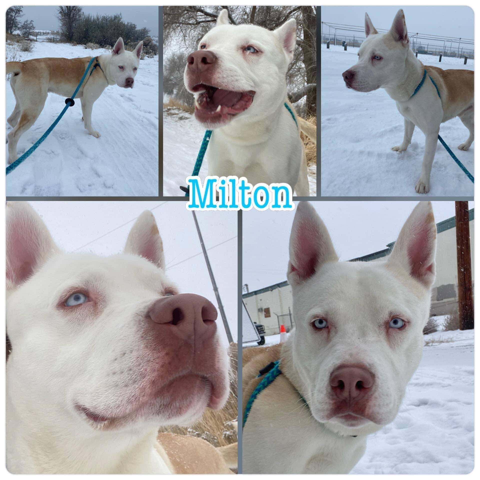 Milton Adoptive or Foster home Needed, an adoptable Pit Bull Terrier, Husky in West Richland, WA, 99353 | Photo Image 1